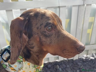 Miniature Dachshund dogs in Benfleet - Advert 14