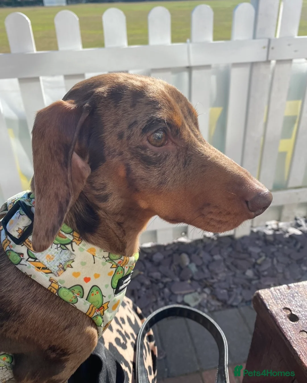 Miniature Dachshund dogs for stud: STUNNING CHOCOLATE DAPPLE FOR STUD ONLY in Benfleet - Advert 1