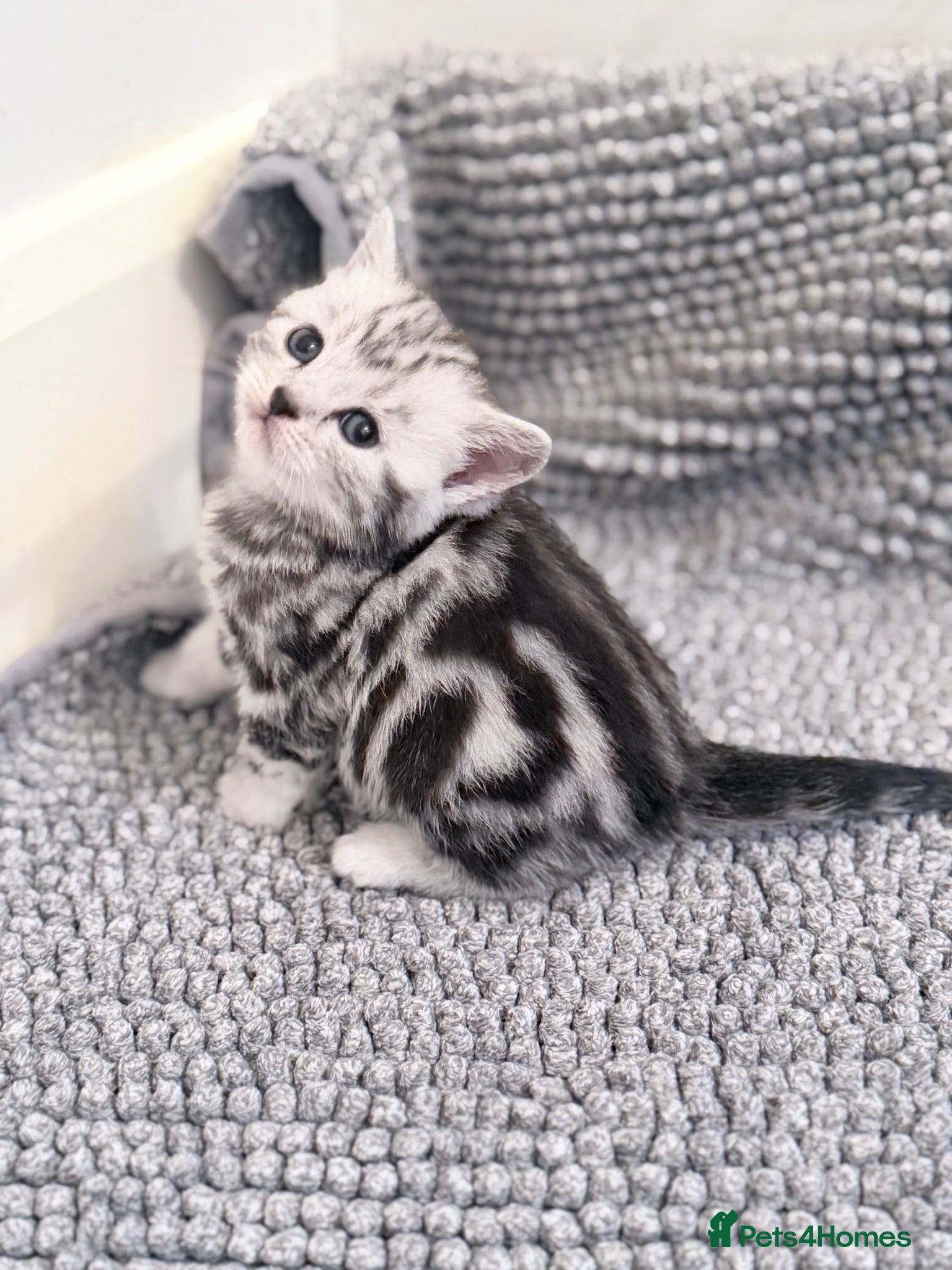British Shorthair cats GCCF British Shorthair silver tabby kittens  - Advert 2