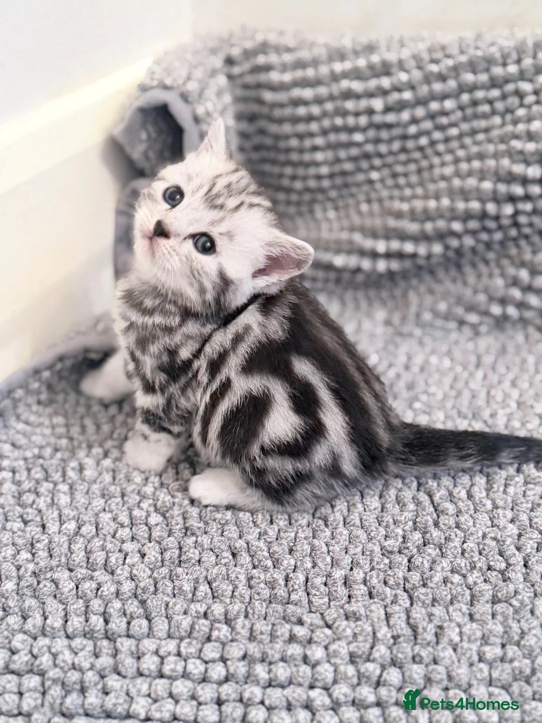 British Shorthair cats for sale: GCCF British Shorthair silver tabby kittens  - Advert 2