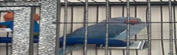 Ringnecks birds for sale: Stunning Blue Female Ringneck Parrot in Uxbridge - Advert 9