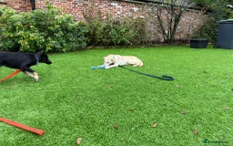 Mixed Breed dogs for adoption: Talia - Marleborough Wiltshire  - Advert 2