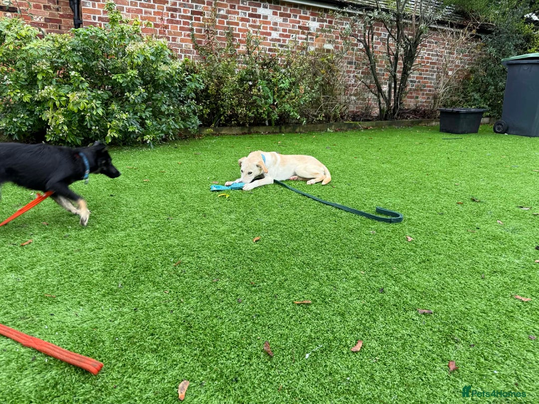 Mixed Breed dogs for adoption: Talia - Marleborough Wiltshire  - Advert 2