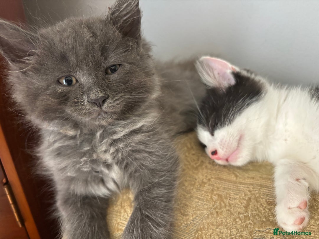 Mixed Breed cats for sale: Fluffy Turkish Angora mixed breed kittens  - Image 19