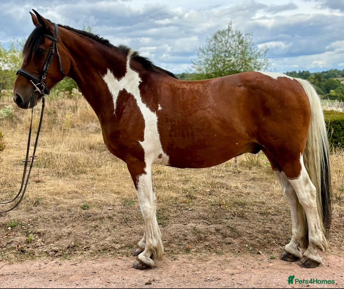 Irish Draught horses ID X  - Advert 1