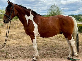 Irish Draught horses ID X - Advert 4