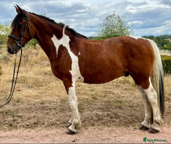 Irish Draught horses - Advert 2