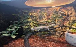 Chameleon reptiles for sale: Emperor scorpion & Baby Chameleon For Sale - Image 7