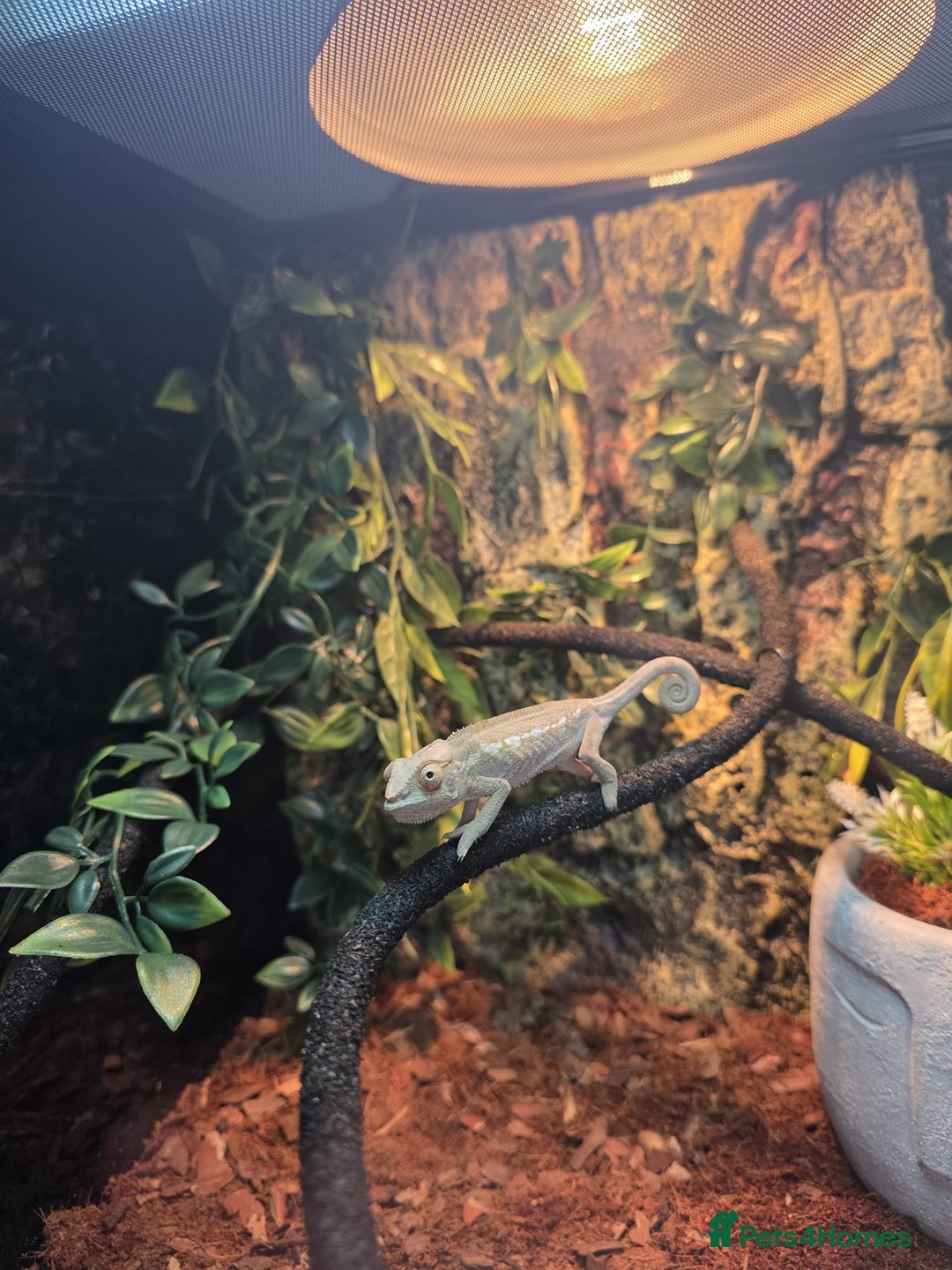Chameleon reptiles for sale: Emperor scorpion & Baby Chameleon For Sale - Image 7