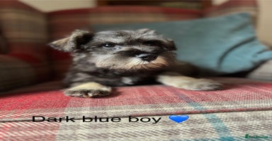 Miniature Schnauzer dogs KC registered, health tested puppies ready now - Advert 16