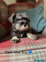 Miniature Schnauzer dogs KC registered, health tested puppies ready now - Advert 1
