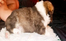 Sprollie dogs for sale: Puppies from Border Collie  - Image 25