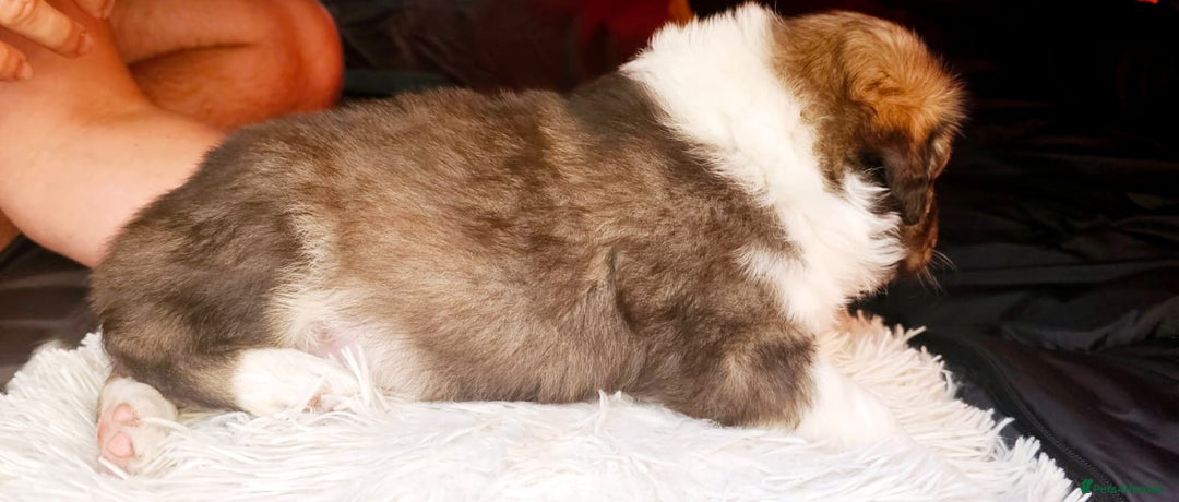 Sprollie dogs for sale: Puppies from Border Collie  - Image 25