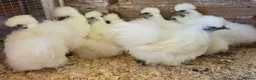 Chickens poultry for sale: White silkie bantam pullets 15 weeks in Wirral - Advert 4