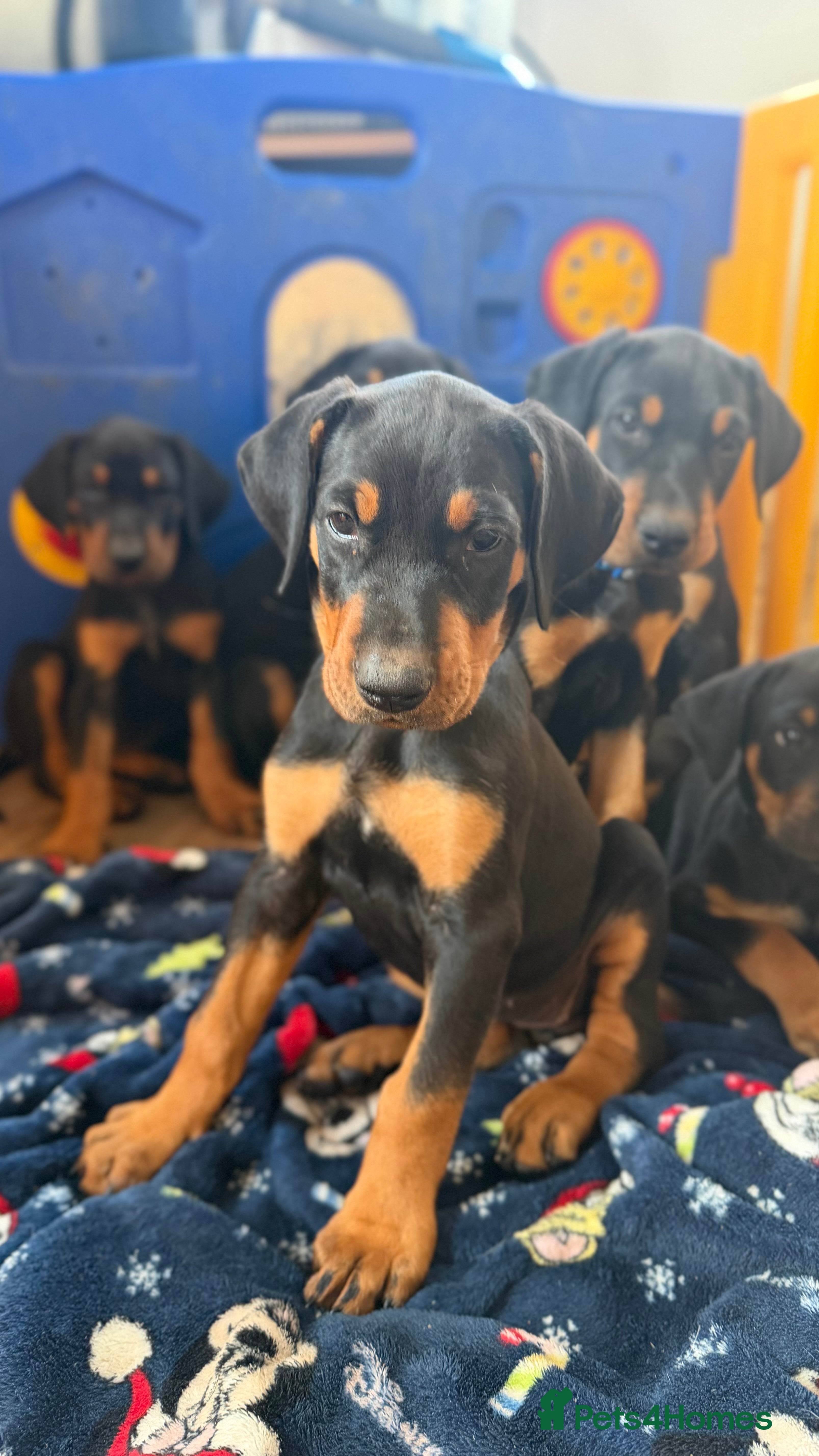 Mixed Breed dogs Stunning Dobermann X Huntaway Puppies ✨ - Advert 1