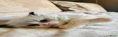Ragdoll Kitten 3