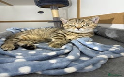 British Shorthair cats for sale: Beautiful boy and girl ready to leave now - Image 13