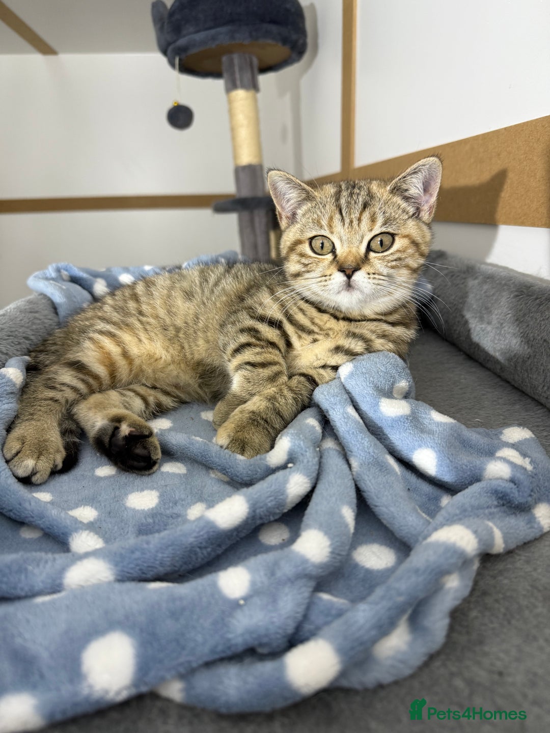 British Shorthair cats for sale: Beautiful boy and girl ready to leave now - Image 13