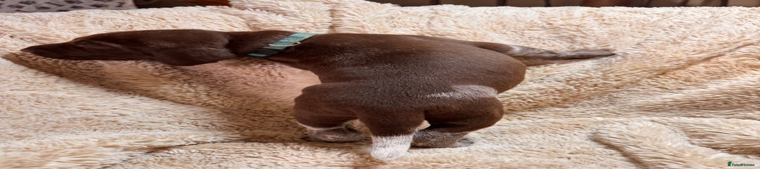 German Shorthaired Pointer Puppy 11