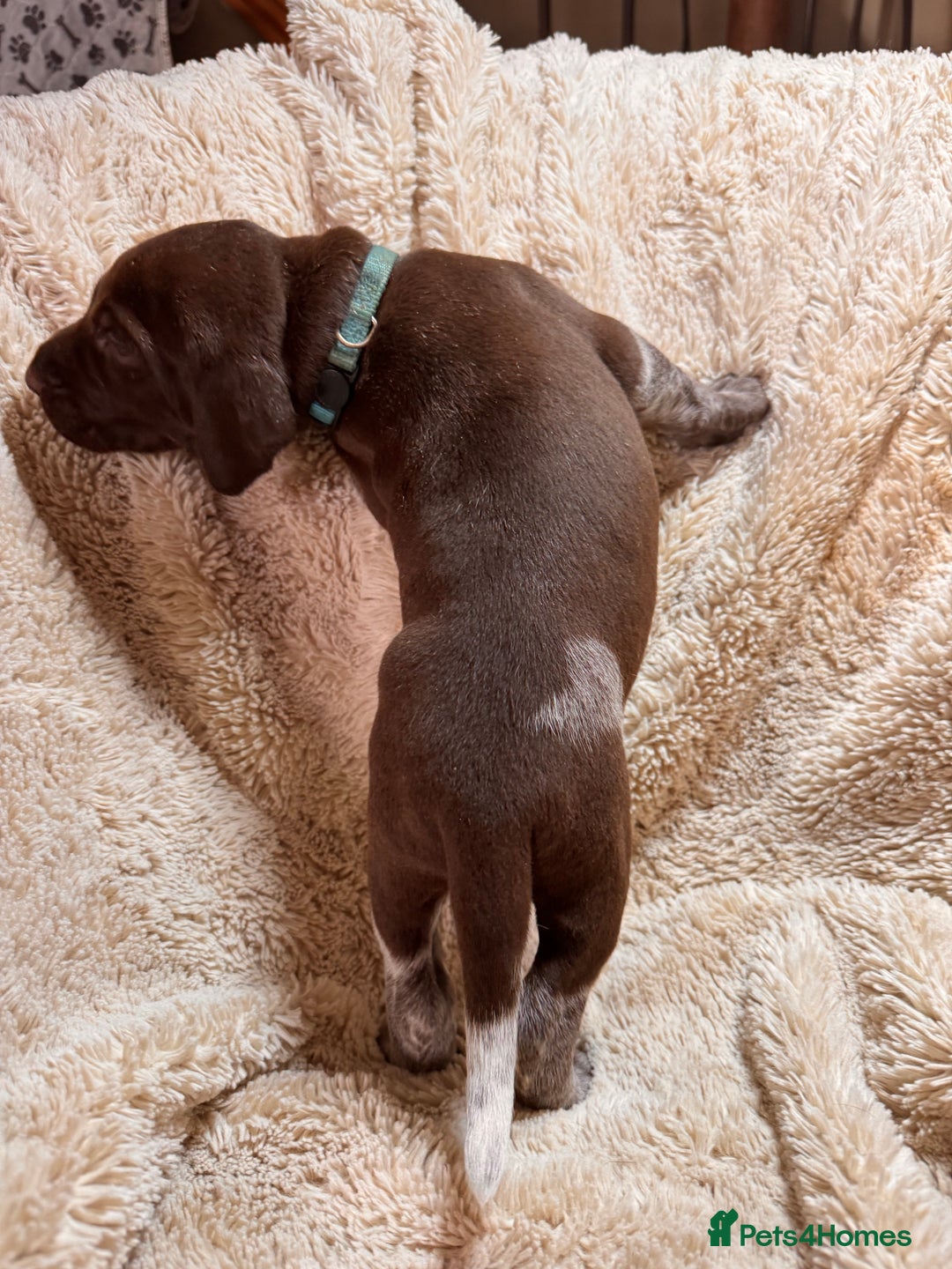 German Shorthaired Pointer dogs for sale: German Shorthaired Pointer Puppies - Leeds - Advert 26