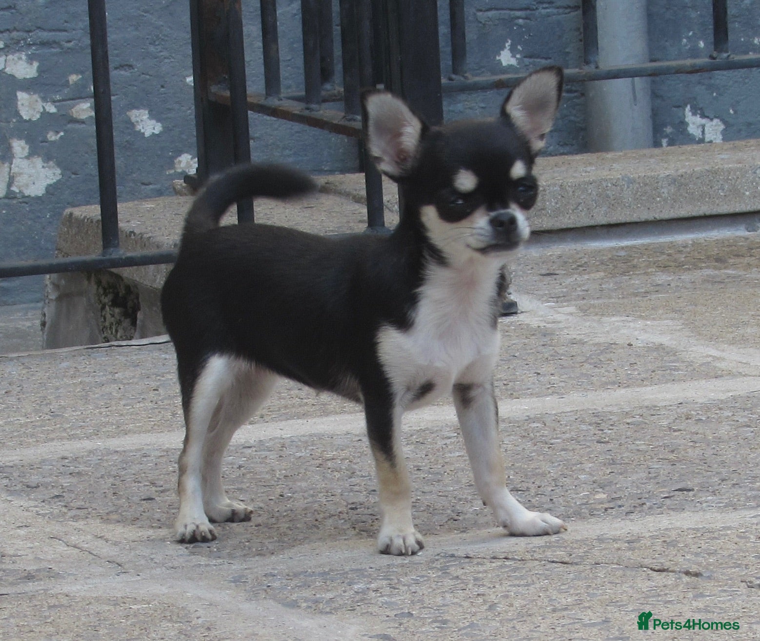 Chihuahua dogs 5 MONTHS OLD CHIHUAHUA GIRL KENNEL CLUB REGISTERED - Advert 1
