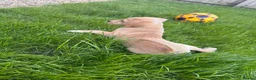 Labrador Retriever dogs for sale: Yellow Lab - Advert 7