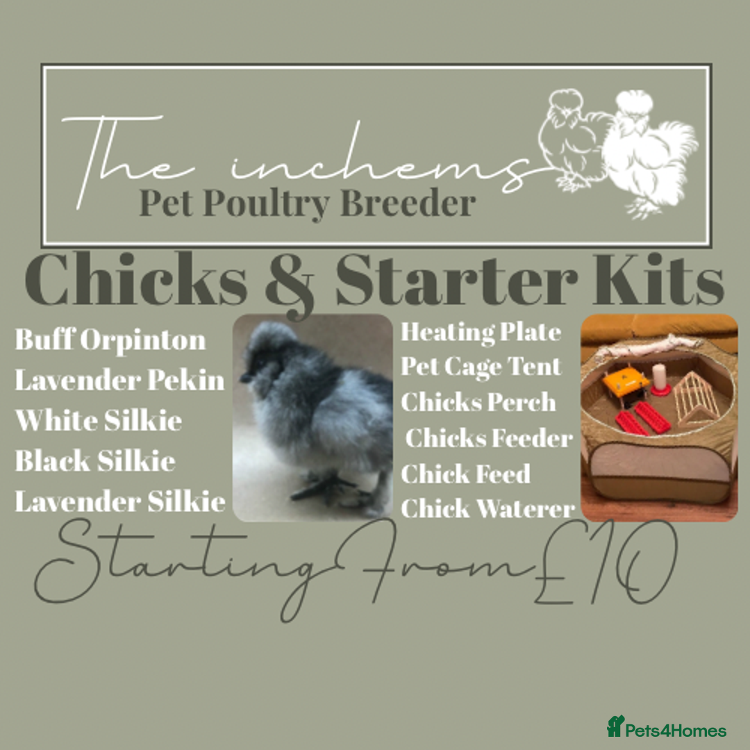 Chickens poultry for sale: Silkie & Poultry Chick Starter Bundles - Advert 1