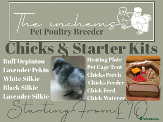 Chickens poultry Silkie & Poultry Chick Starter Bundles - Advert 2