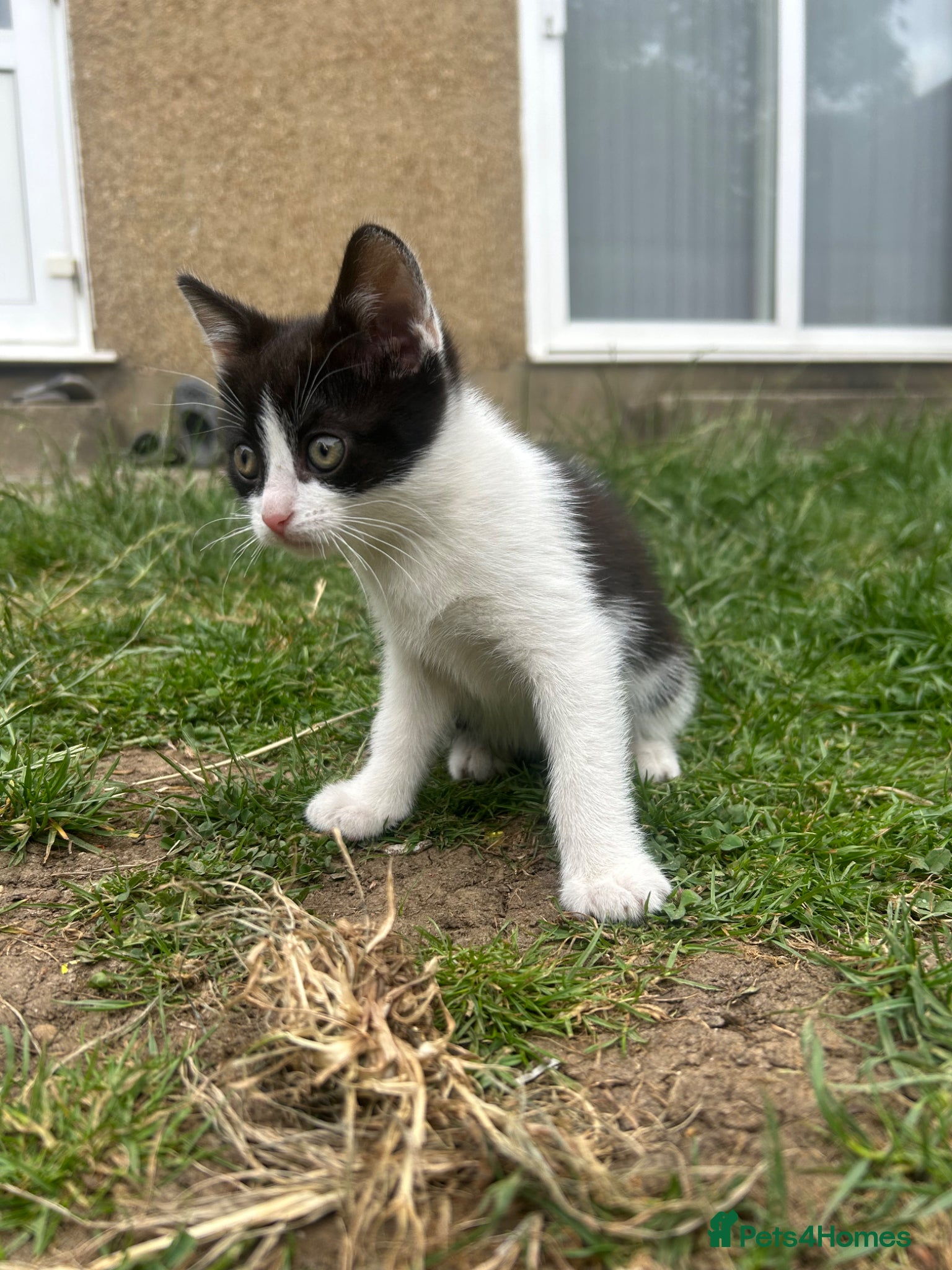 Mixed Breed cats for sale: Two cats❤️ in Wembley - Advert 7