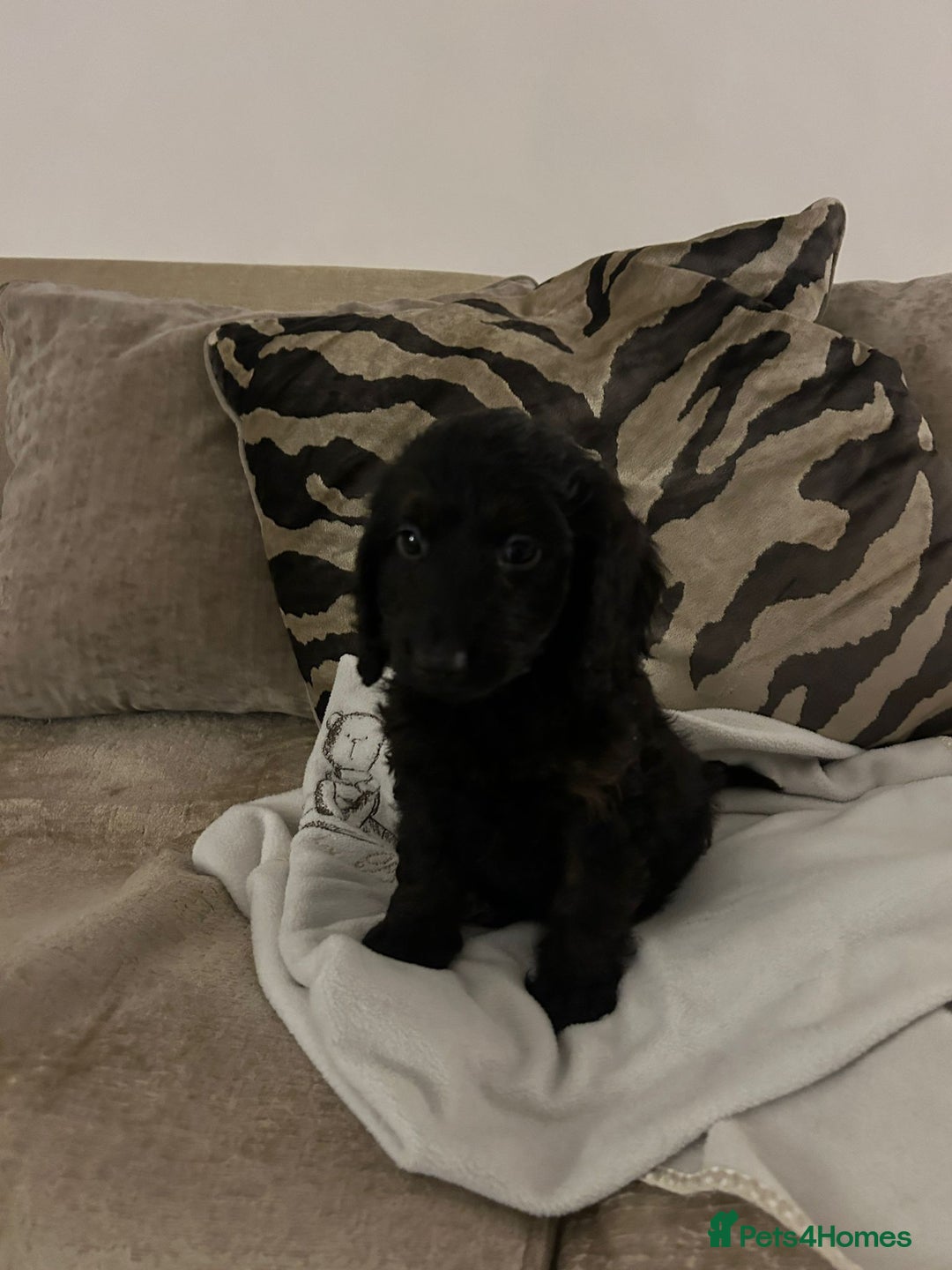 Cockapoo dogs for sale: Adorable F1 cockapoo puppies  - Image 2