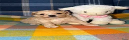 Maltipoo dogs for sale: 🩷💜Stunning Maltipoo Puppies💜🩷 - Advert 6