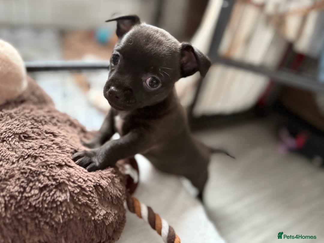 Transparent Black Mini Chihuahua Black Fluffy Chihuahua Puppies