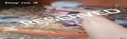 Ferret rodents for sale: Baby Ferret kits look at description!  - Advert 13