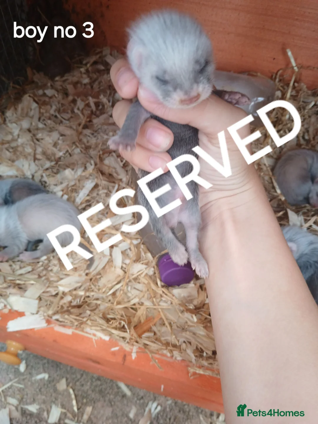 Ferret rodents for sale: Baby Ferret kits look at description!  - Advert 13
