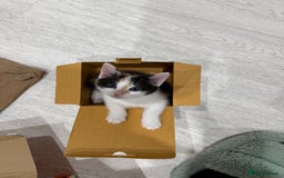 Oriental cats for sale: Sweet Confident Baby Girl - Image 14