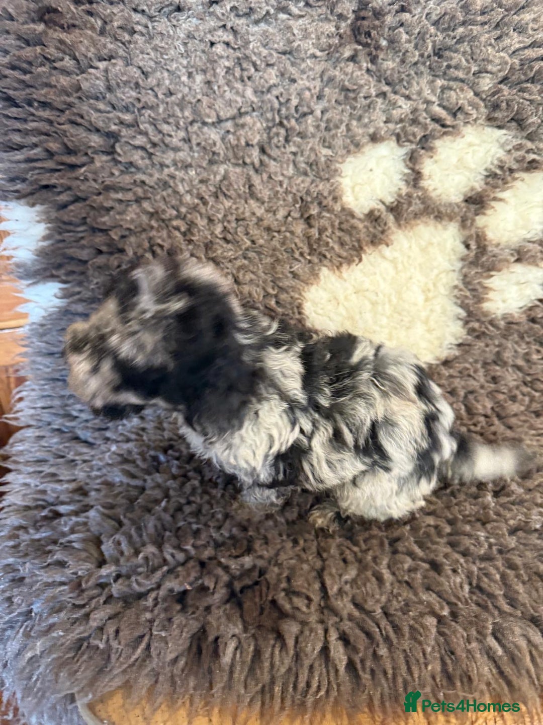 Toy Poodle dogs for sale: Exquisite Toy Poodle pups - Health tested parents - Advert 29