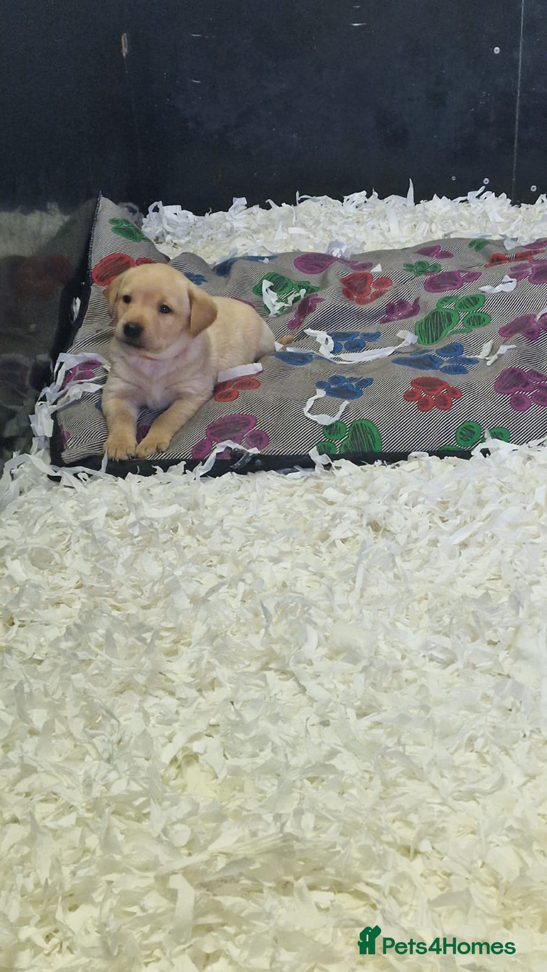Labrador Retriever dogs for sale: STUNNING GOLDEN/FOX RED KC REG LABRADOR RTL - Image 3