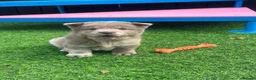 Chow Chow dogs for sale: Stunning exotic colour chowski puppies for sale  - Advert 11