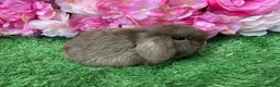 Mini Lop rabbits for sale: Mini lops ready now - Advert 10