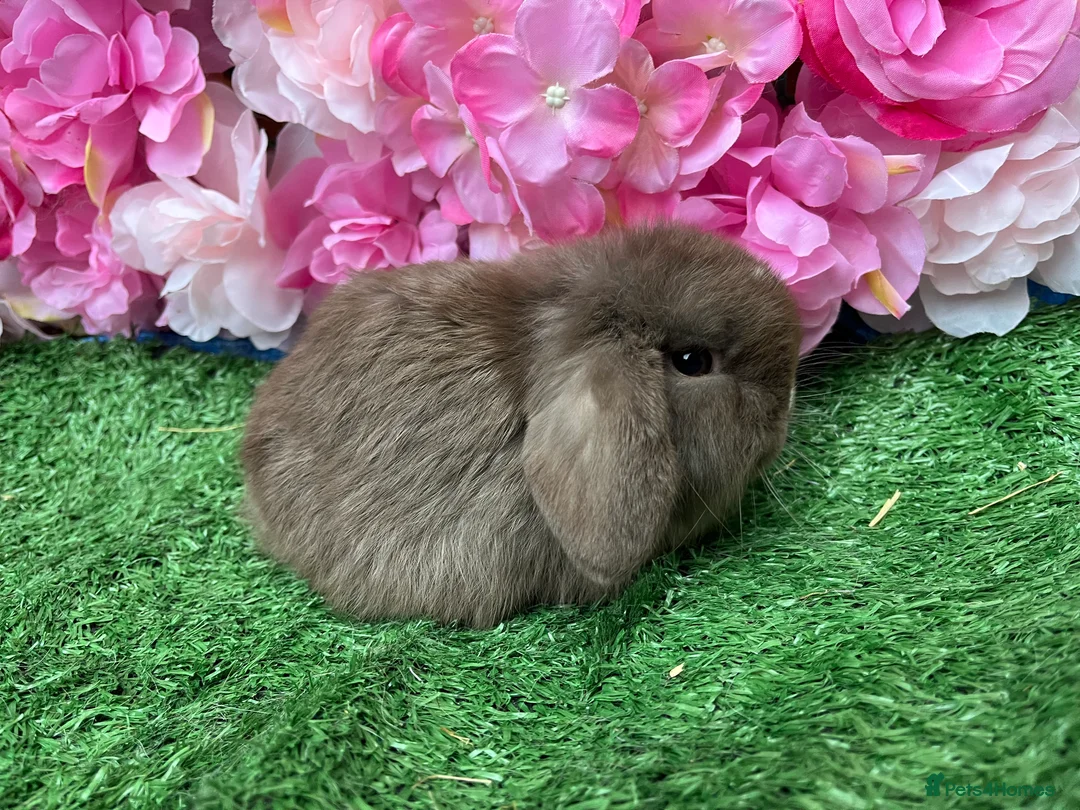 Mini Lop rabbits for sale: Mini lops ready now - Advert 10