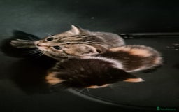 Mixed Breed cats for sale: Kittens for sale - Image 8