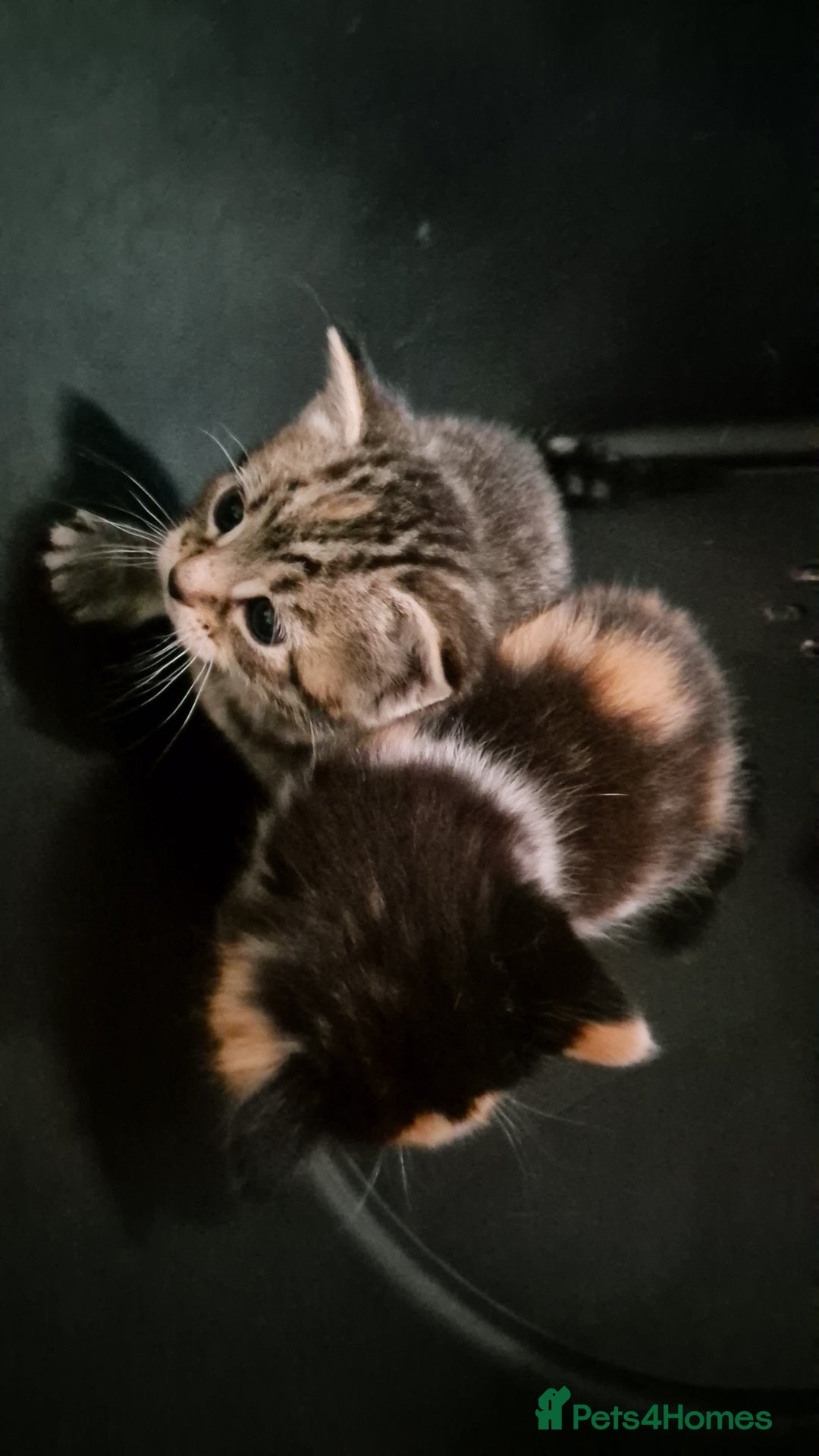 Mixed Breed cats for sale: Kittens for sale - Image 8