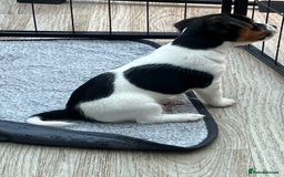 Jack Russell dogs for sale: Jack russel puppy’s  - Image 7