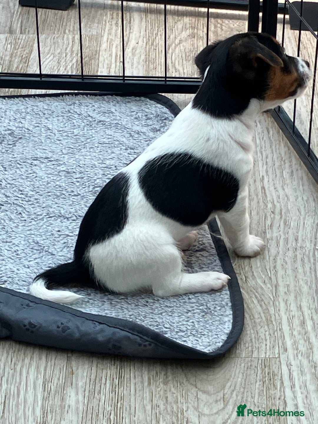 Jack Russell dogs for sale: Jack russel puppy’s  - Image 7