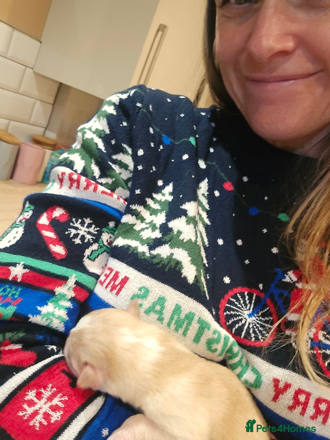 Alaskan Malamute dogs for sale: litter of chunky fluffy malamutes - Advert 4