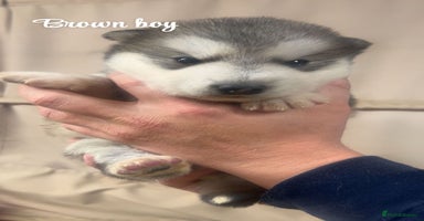 Alaskan Malamute dogs - Advert 6