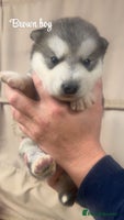 Alaskan Malamute dogs Pure breed Alaskan malamute puppies - Advert 1