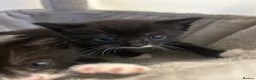 Mixed Breed cats for sale: 5 beautiful mixed black and white kittens  in Wickford - Advert 9