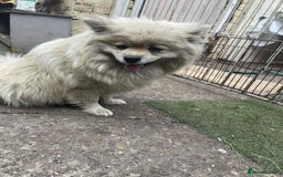 Pomeranian dogs for sale: Pomeranian spitzz - Image 2
