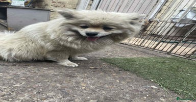 Pomeranian dogs - Advert 1
